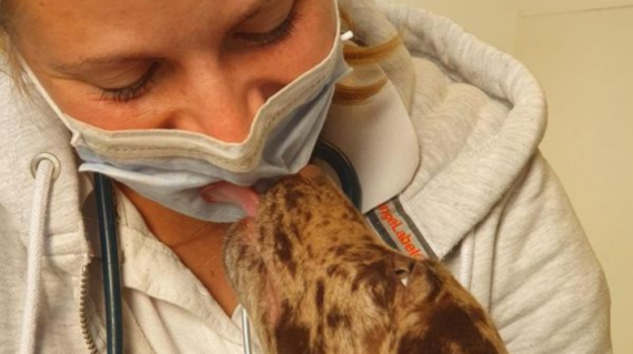 Hund leckt die Maske einer lächelnden Tierärztin