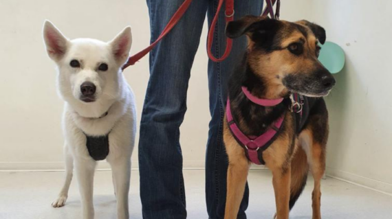 Eine Tierhalterin wartet mit ihren zwei Hunden auf die Tollwutimpfung