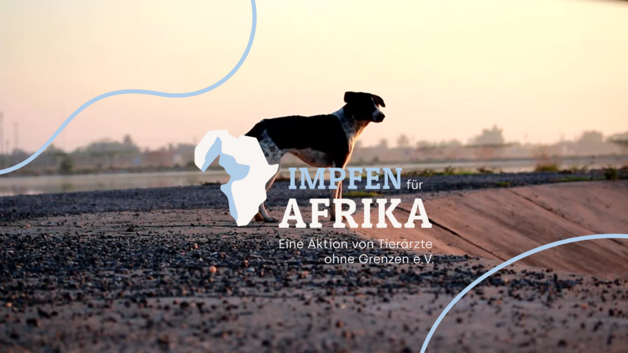 Hund steht auf freiem Feld im Sonnenuntergang, im Vordergrund steht "Impfen für Afrika"