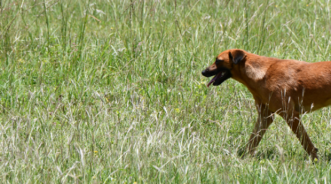 Hund läuft auf grüner Wiese. _W