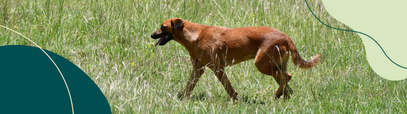Brauner Hund läuft auf einer Wiese durch hohes grünes Gras. _W