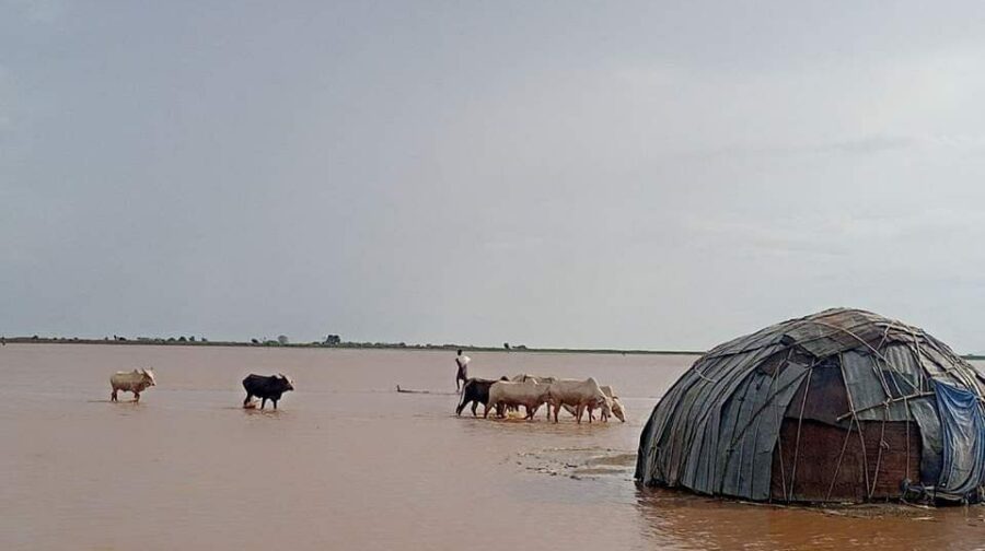 Auswirkungen El Nino Äthopien | überschwemmte Weidefläche