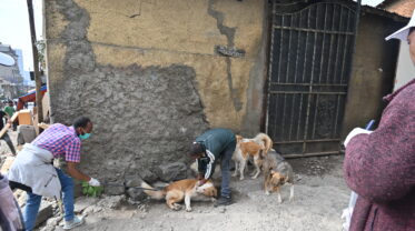 Ein Straßenhund in Addis Abeba wird gegen Tollwut geimpft