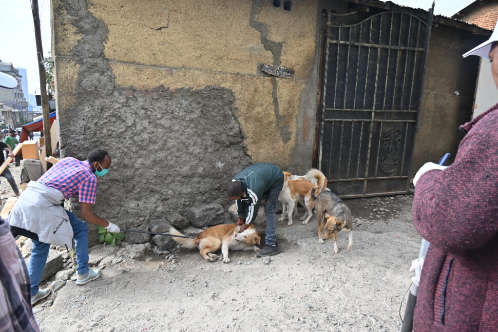 Ein Straßenhund in Addis Abeba wird gegen Tollwut geimpft