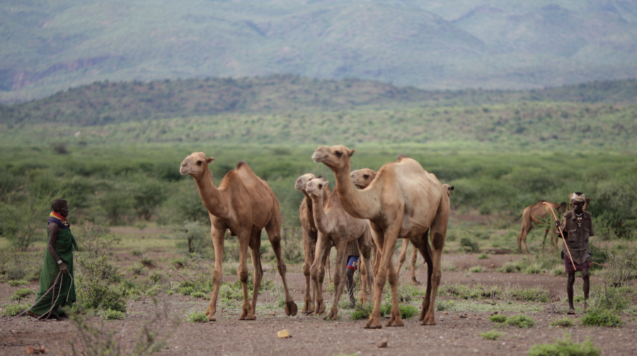 Pastorlaisten mit ihren Kamelen