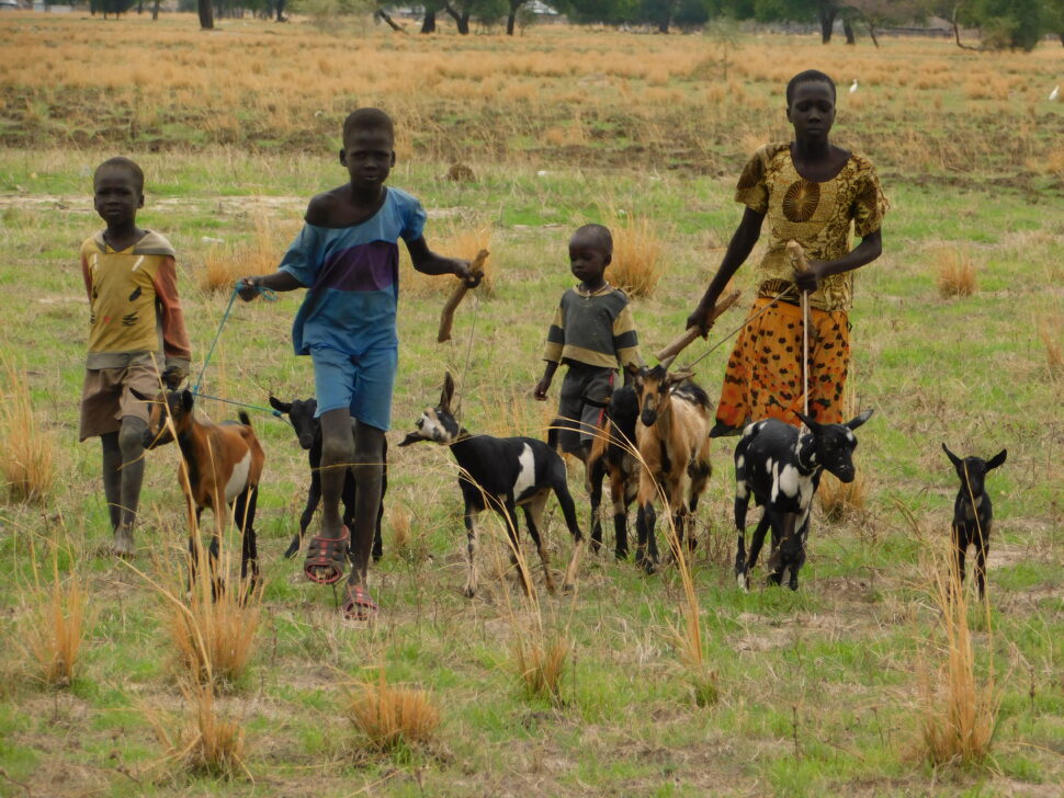 Eine Gruppe von Kindern führt mehrere Ziegen über ein trockenes Feld in Jonglei, Südsudan. Die Tiere symbolisieren eine Schlüsselressource, die im Projekt Frauen und Jugendlichen zur Einkommenssicherung dient.