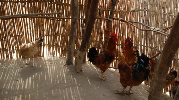 Hühner in einem landwirtschaftlichen Betrieb in Uganda. Das Bild zeigt die Förderung von Tierwohlpraktiken durch Tierärzte ohne Grenzen e. V., um Lebensmittelsicherheit und die Qualität tierischer Erzeugnisse zu verbessern.