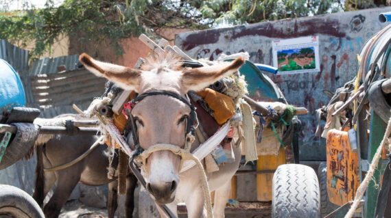 Ein arbeitender Esel, der in einem dicht bebauten Stadtgebiet in Somaliland vor einen Karren gespannt ist – ein Bild, das die tägliche Last dieser Tiere und die Notwendigkeit einer Verbesserung ihrer Lebensbedingungen verdeutlicht.