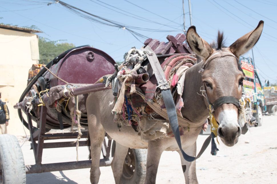Arbeitender Esel zieht einen beladenen Karren in einem städtischen Gebiet von Somaliland – das Projekt zielt darauf ab, den Tierschutz zu verbessern und Haushalte mit Eseln zu unterstützen.