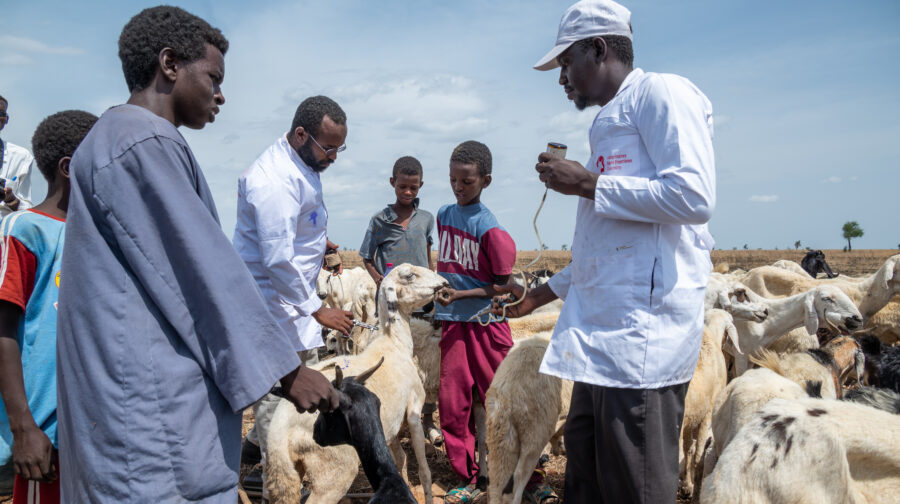 Mitarbeiter von Tierärzte ohne Grenzen impfen Schafe und Ziegen in ländlichen Gebieten im Süden Sudans.