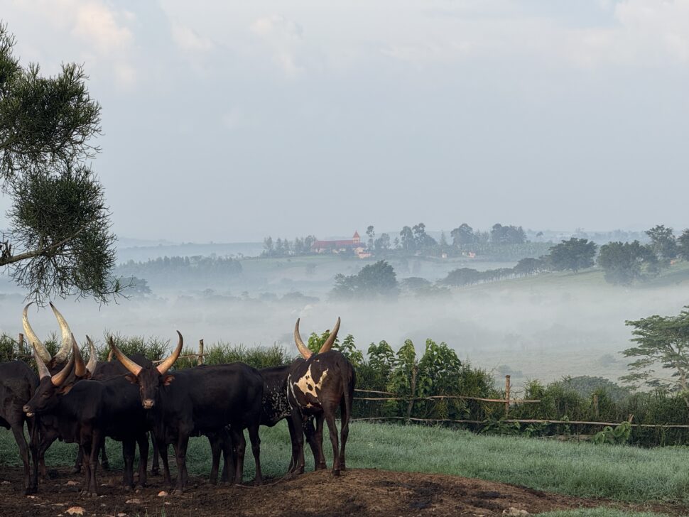 Rinderherde weidet in einer ländlichen Agrarlandschaft.